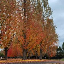 Gutter Cleaning Fall City WA 5